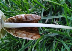 Coprinopsis atramentaria