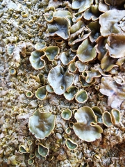 Xanthoparmelia pulla