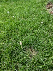 Coprinopsis atramentaria