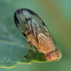 Minettia inusta