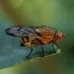Minettia inusta