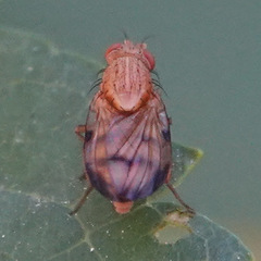 Minettia inusta