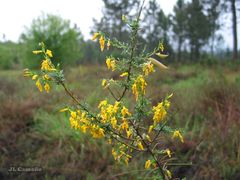 Genista ancistrocarpa