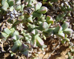 Ruschia approximata
