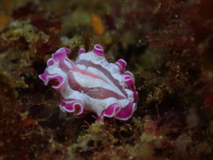 Prostheceraeus roseus