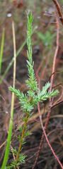 Genista ancistrocarpa