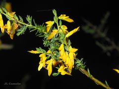 Genista ancistrocarpa