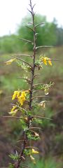 Genista ancistrocarpa