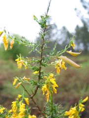 Genista ancistrocarpa