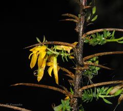 Genista ancistrocarpa