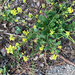 photo of Hedge Mustard (Sisymbrium officinale)