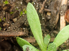 Draba albertina