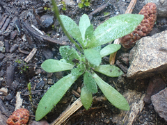 Draba albertina