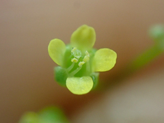 Draba albertina