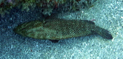 Cephalopholis cruentata