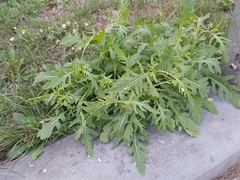 Diplotaxis tenuifolia
