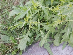 Diplotaxis tenuifolia