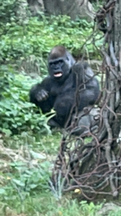 Gorilla gorilla