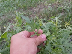 Diplotaxis tenuifolia