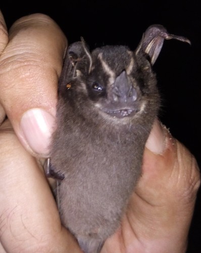 Velvety Fruit-eating Bat