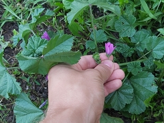 Malva sylvestris