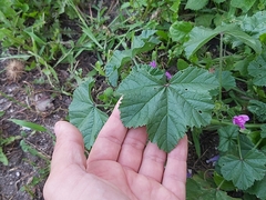 Malva sylvestris
