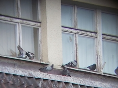 Columba livia domestica