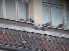 Columba livia domestica