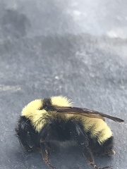Bombus fervidus