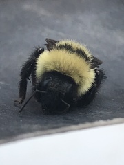Bombus fervidus