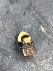 Bombus fervidus