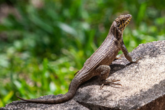 Leiocephalus carinatus