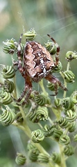 Araneus diadematus