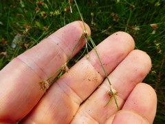 Juncus supiniformis