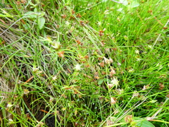 Juncus supiniformis