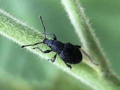 Otiorhynchus pinastri