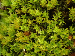 Hydrogonium croceum