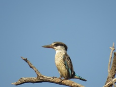 Halcyon chelicuti chelicuti