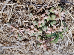 Euphorbia radians