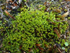 Hydrogonium croceum