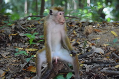 Macaca sinica