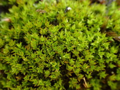 Hydrogonium croceum