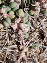 Euphorbia radians