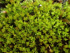 Hydrogonium croceum