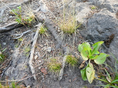 Deschampsia elongata