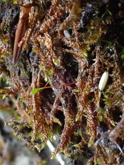 Hygrohypnum luridum