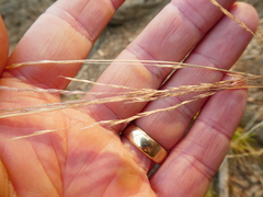Deschampsia elongata