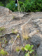 Deschampsia elongata