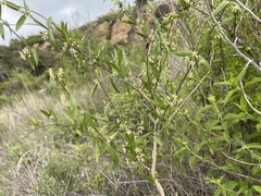 Metastelma barbigerum