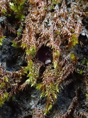 Hygrohypnum luridum